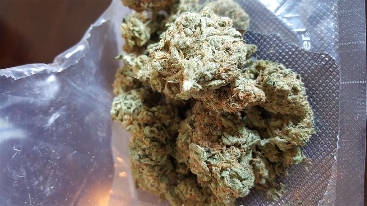 Master Yoda strain review